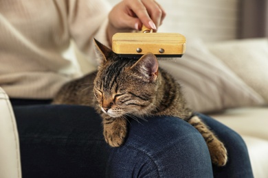 Photo of Woman brushing cute tabby cat at home, closeup. Lovely pet