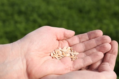 Photo of Man holding many cucumber seeds outdoors, closeup