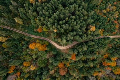 Aerial view of countryside road in beautiful autumn forest