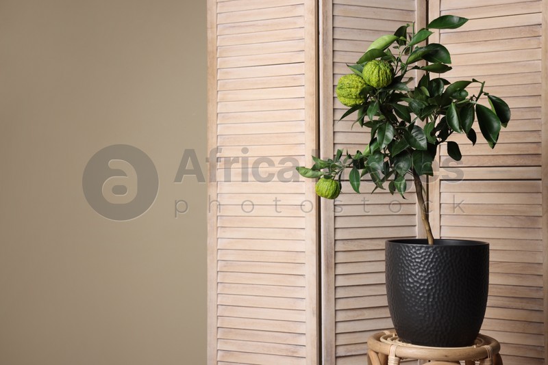 Photo of Idea for minimalist interior design. Small potted bergamot tree with fruits near folding screen indoors, space for text