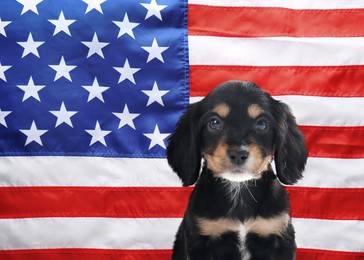 Cute dog against national flag of United States of America