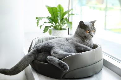 Cute pet lying in cat bed on window sill at home