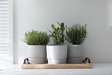 Different aromatic potted herbs on white table indoors