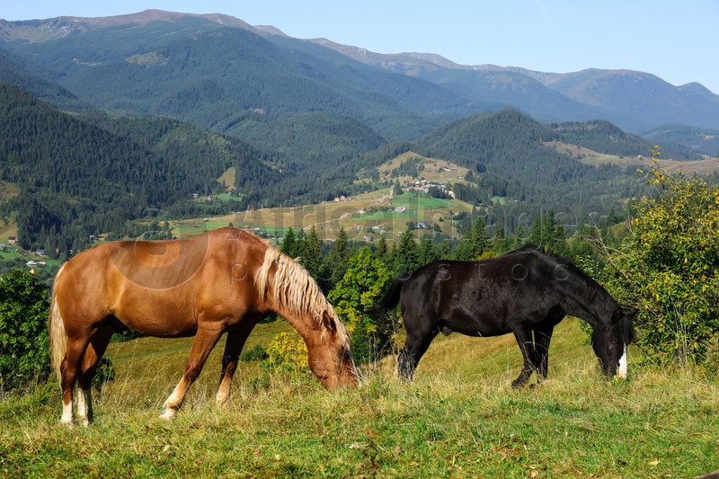 Beautiful view of horses grazing on green mountain hill
