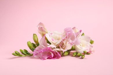 Beautiful blooming freesia flowers on pink background