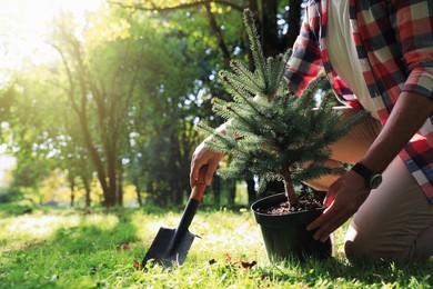 Man planting conifer tree in park on sunny day, closeup