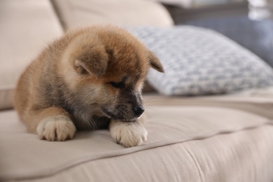 Adorable Akita Inu puppy on beige sofa