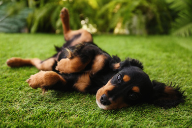Cute dog relaxing on grass outdoors. Friendly pet