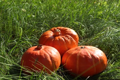 Whole ripe orange pumpkins among green grass outdoors
