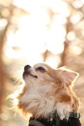 Cute dog outdoors on sunny day. Winter season