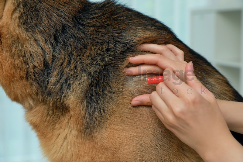 Woman taking ticks off dog indoors, closeup