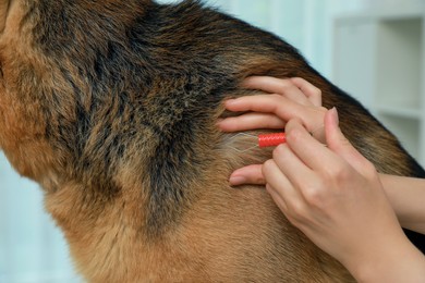 Woman taking ticks off dog indoors, closeup