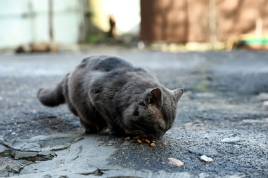 Homeless grey cat eating dry food outdoors. Abandoned animal