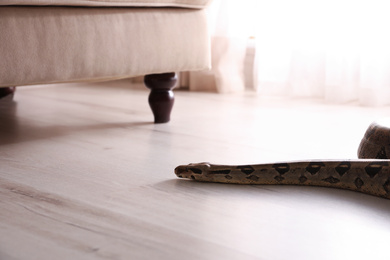 Brown boa constrictor crawling on floor in room