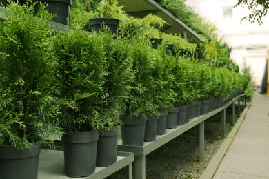 Photo of Many beautiful potted evergreen thuja trees on racks outdoors