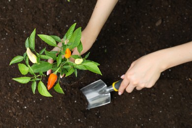Woman transplanting pepper plant into soil, top view