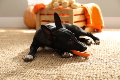 Cute black dog with toy on floor indoors. Halloween celebration