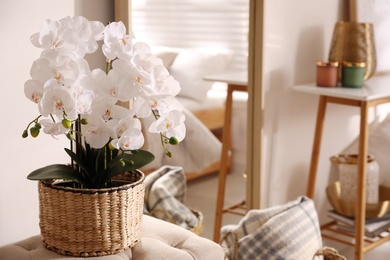 Beautiful potted white orchids in room, space for text. Interior design