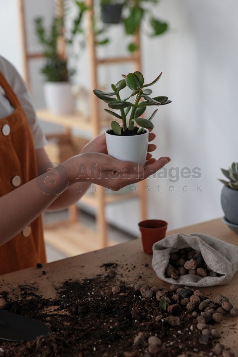Photo of Woman holding pot with beautiful houseplant indoors, closeup