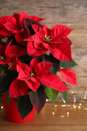 Poinsettia (traditional Christmas flower) and string lights on wooden table