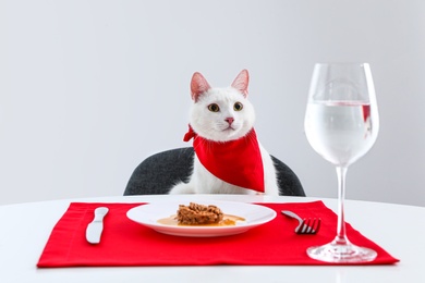 Cute cat sitting at served dining table against white background