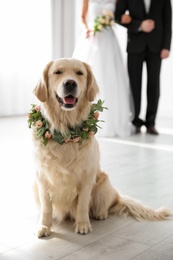 Adorable golden Retriever wearing wreath made of beautiful flowers on wedding