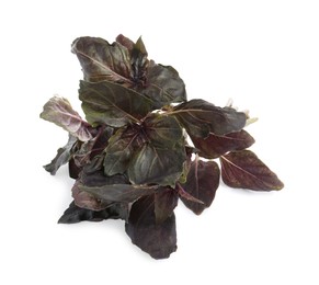 Aromatic fresh purple basil leaves on white background