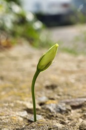 Photo of Beautiful flower growing in dry soil on sunny day. Hope concept