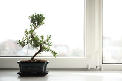 Japanese bonsai plant on windowsill indoors, space for text. Creating zen atmosphere at home