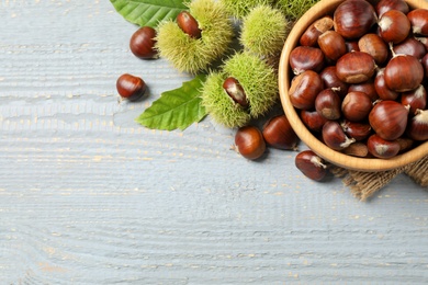 Fresh sweet edible chestnuts on grey wooden table, flat lay. Space for text