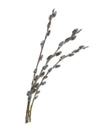 Beautiful blooming pussy willow branches on white background