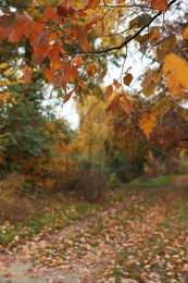 Photo of View of forest on autumn day, focus on branch