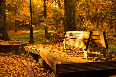 Wooden benches and yellowed trees in park on sunny day