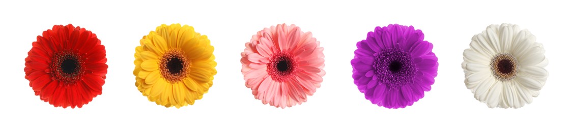 Set with different beautiful gerbera flowers on white background. Banner design