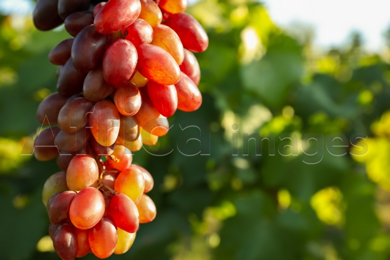 Delicious ripe grapes growing in vineyard, closeup. Space for text