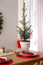 Small potted fir tree in dining room. Interior design