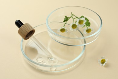 Petri dishes with chamomile flowers and dropper on beige background