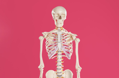 Artificial human skeleton model on crimson background