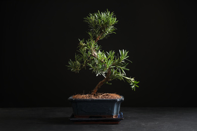 Japanese bonsai plant on black stone table. Creating zen atmosphere at home