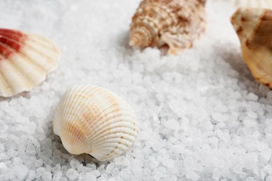 Photo of Many beautiful shells on natural sea salt, closeup