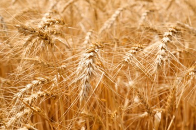 Photo of Ripe wheat spikes in agricultural field, closeup