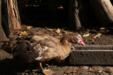 Photo of Beautiful Muscovy duck near feeder in farmyard on sunny day. Rural life