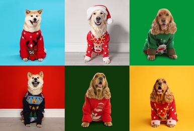 Image of Cute dogs in Christmas sweaters on color backgrounds