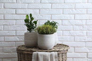 Photo of Different aromatic potted herbs on wicker basket near white brick wall