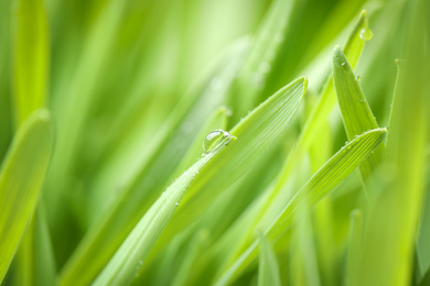 Green grass with water drops on blurred background, closeup