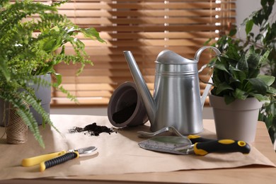 Beautiful houseplants and gardening tools on table indoors