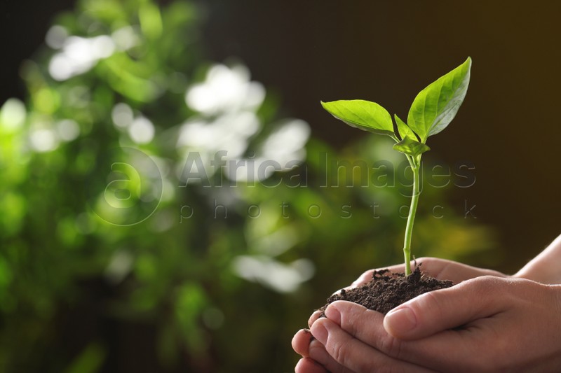 Woman holding young green seedling on blurred background, closeup with space for text