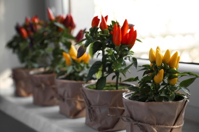 Capsicum Annuum plants. Many potted multicolor Chili Peppers on windowsill indoors, space for text