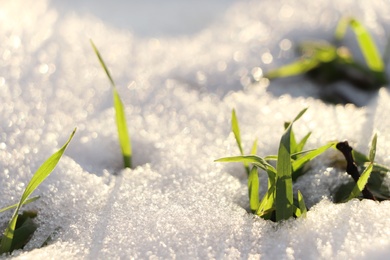 Beautiful green grass growing through snow. First spring plant