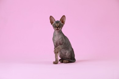 Adorable Sphynx kitten on pink background. Baby animal